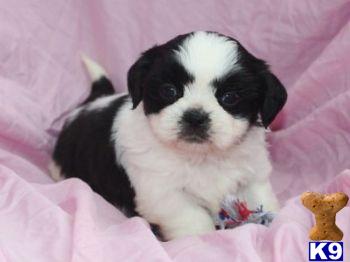 Shih Tzu Puppies for Sale